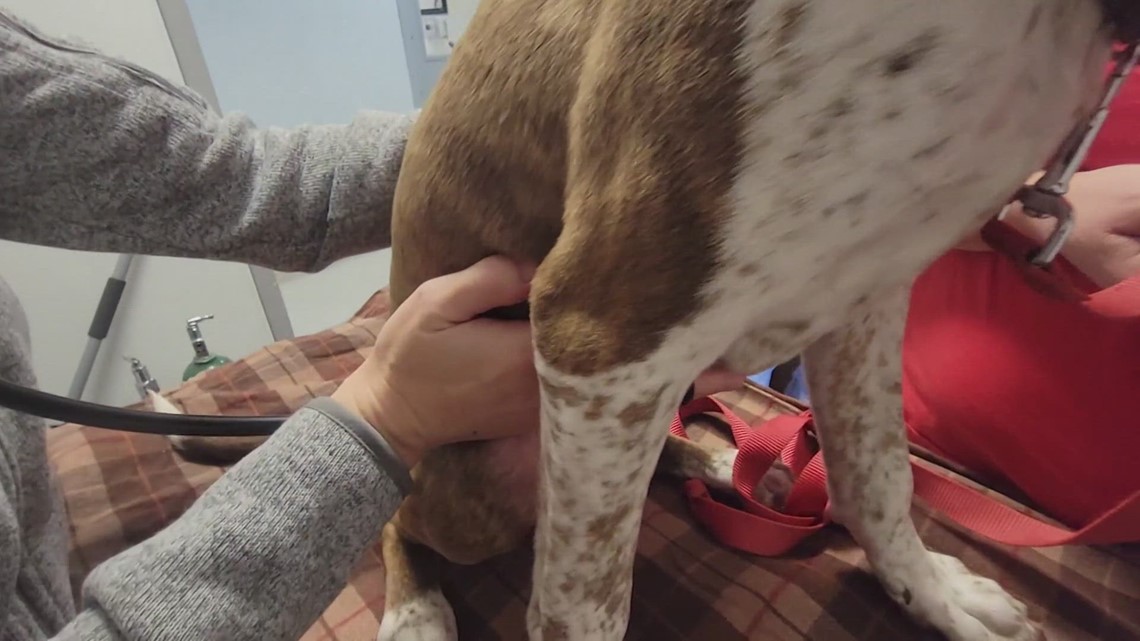 Dog boarding facilities taking extra precautions as mystery dog respiratory illness reaches Washington - Vimarsana News