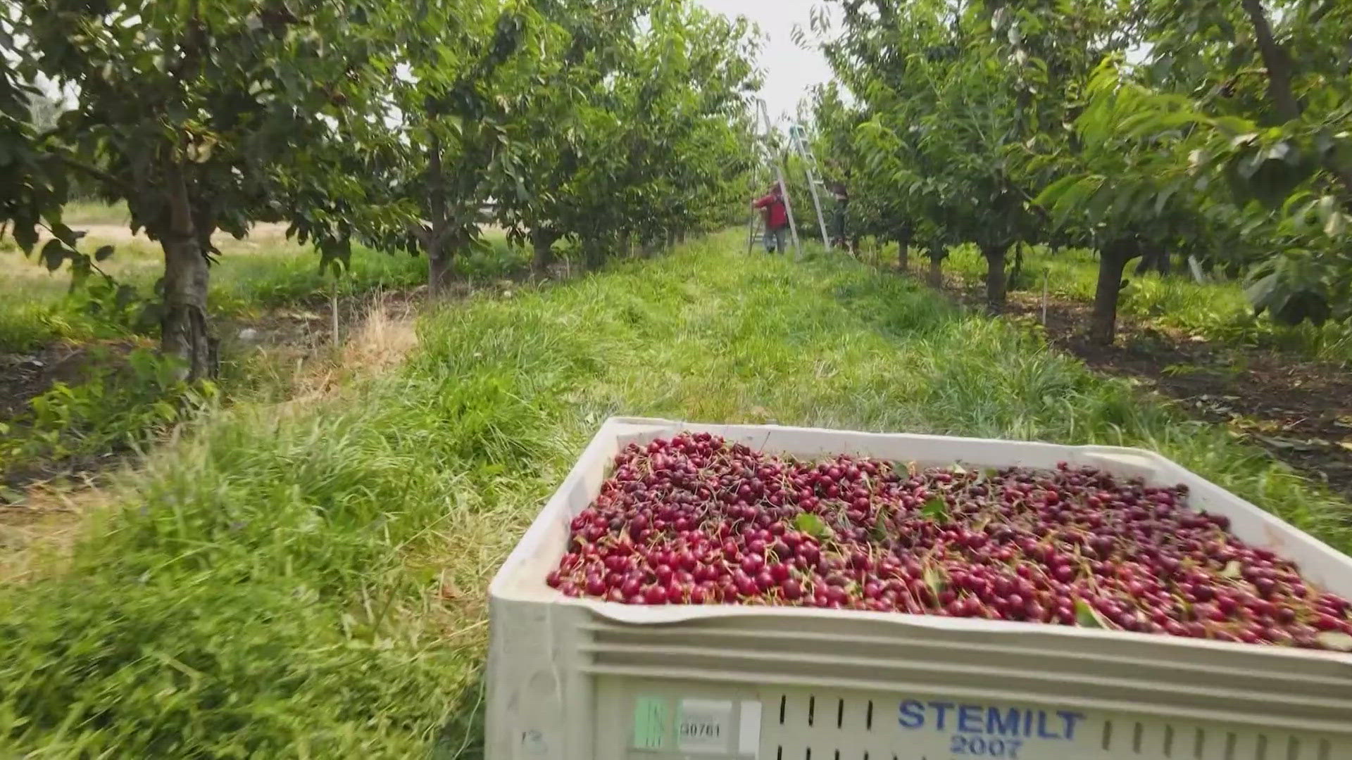 Washington cherry farmers dealt with the heat dome in 2021, a cold snap in 2022 and a poorly timed glut of cherries from California in 2023.