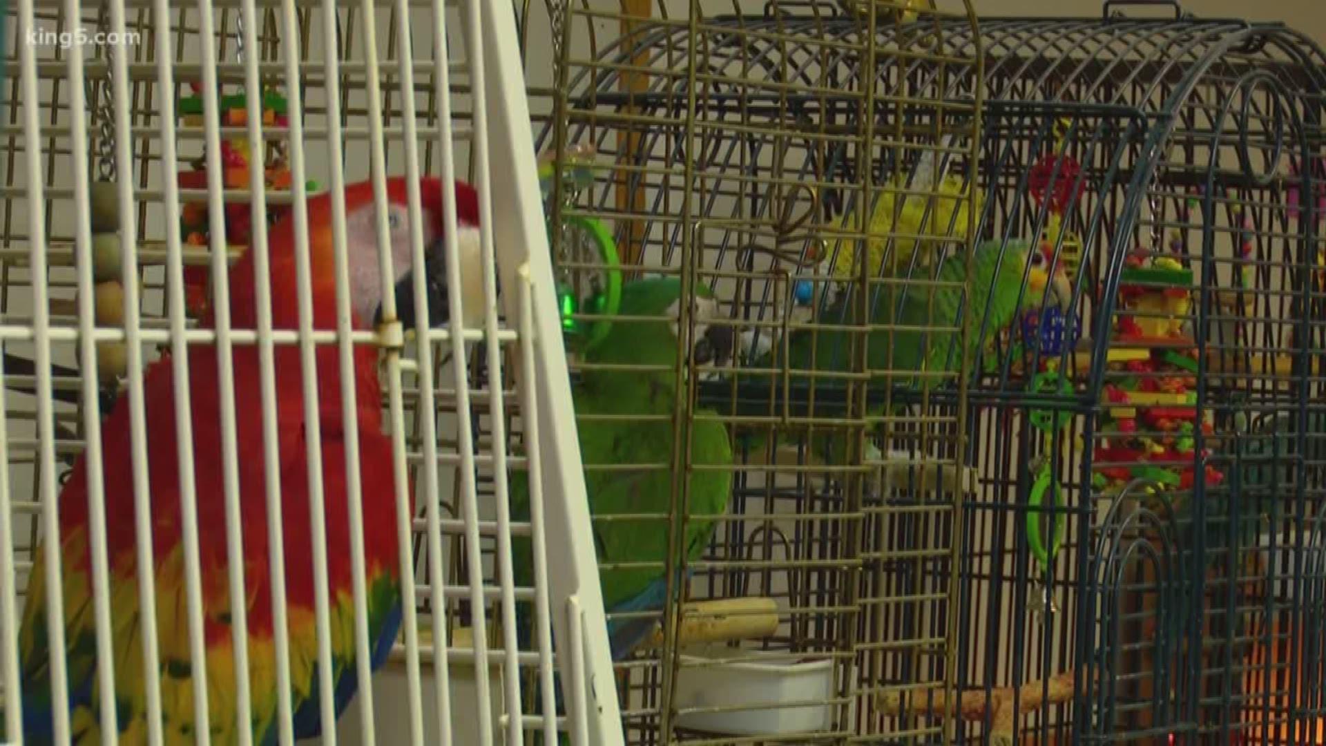 Two dozen exotic birds along with cats, dogs, horses, geese, and chickens were removed from a Thurston County home after concerns were raised about their wellbeing.