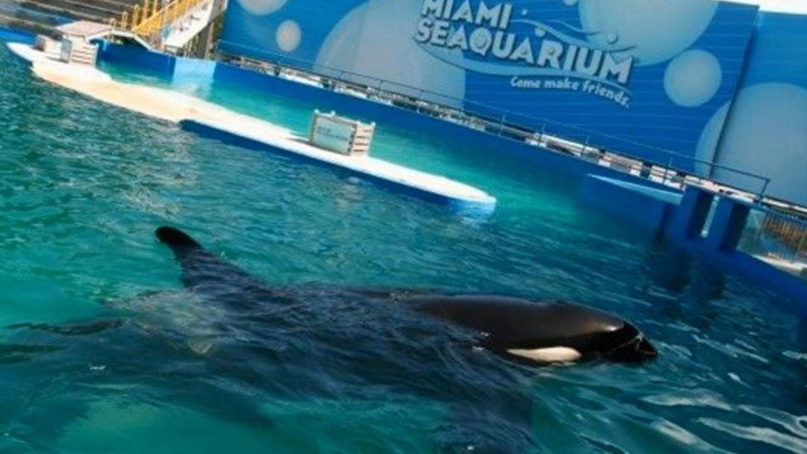 Watch Fighting to bring orca Lolita (Tokitae) home from captivity – Latest News