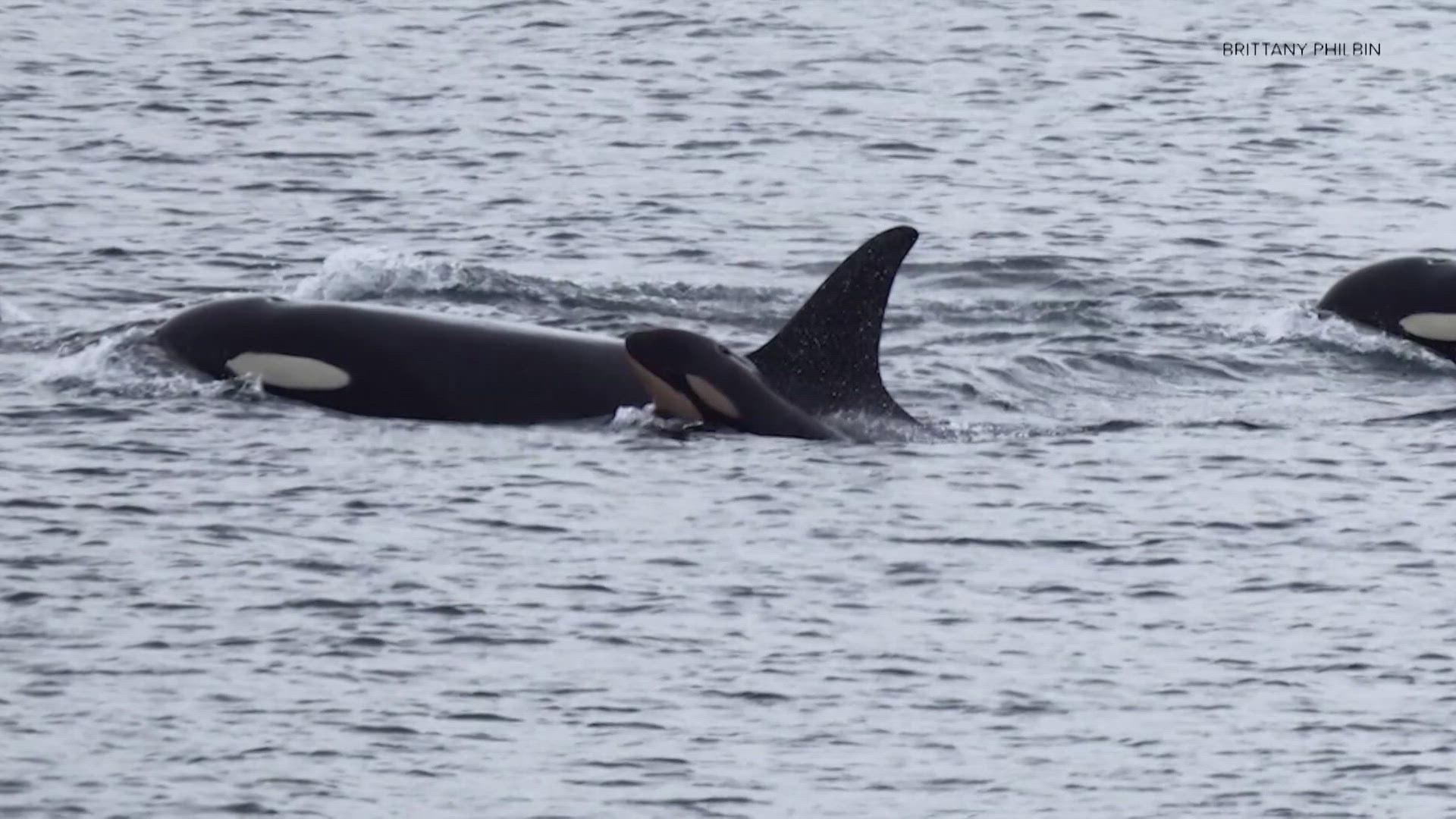 Grieving orca who captured nation in 2018 is carrying dead calf for ...