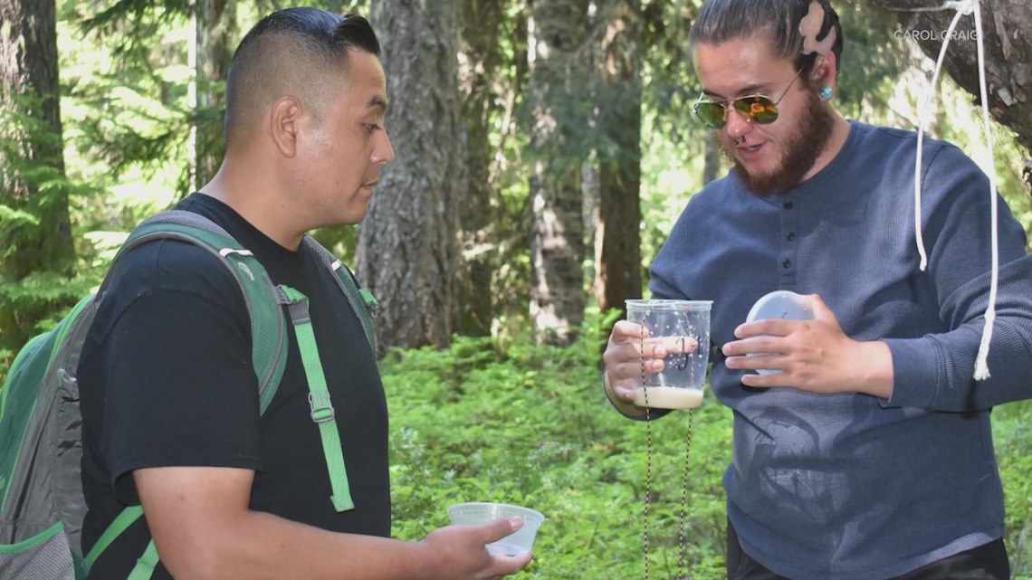 Yakama Nation works to protect sacred huckleberries from invasive species, overharvesting