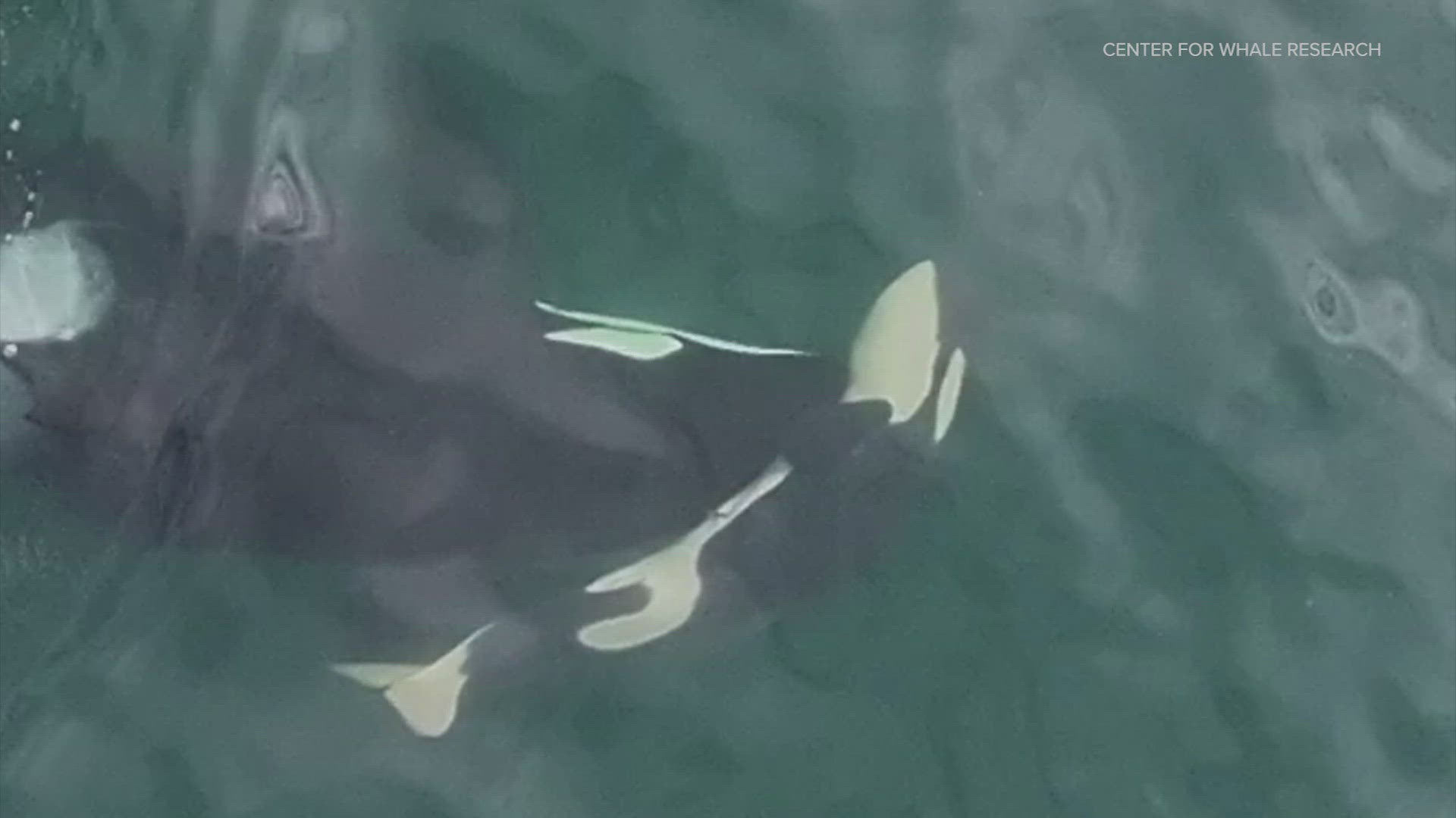 Whale J36 was separated from other orcas, pushing a deceased female calf that was full-term or near full-term.