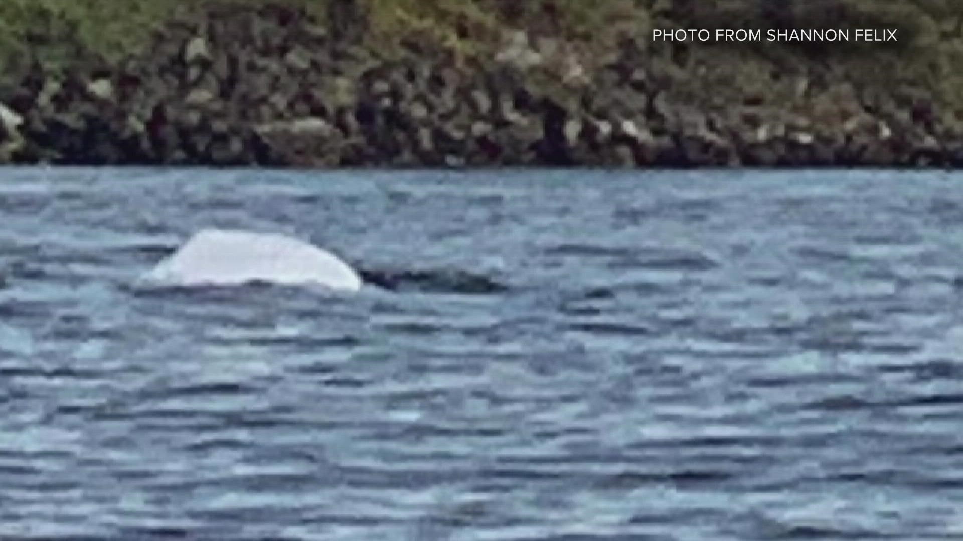 There were two sightings that happened roughly a day apart in Commencement Bay and Elliott Bay.