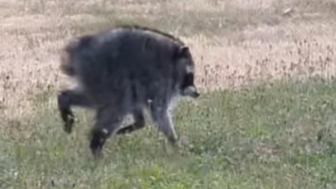 'Cue Debbie Downer horn': Public Health urges Jimothy fans of raccoon health risks