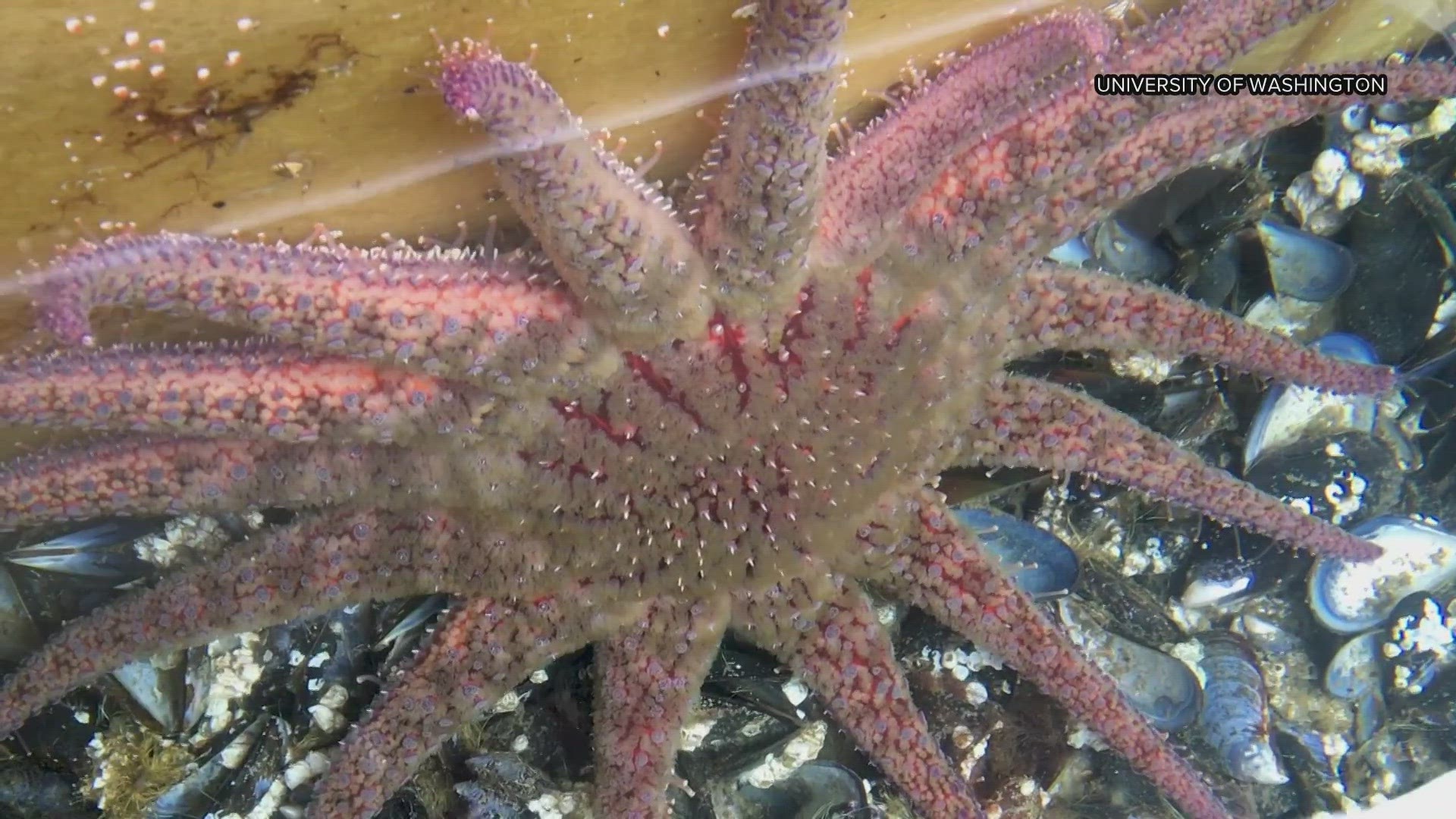 The sunflower sea star population was nearly wiped out. Researchers are now trying to help them recover.