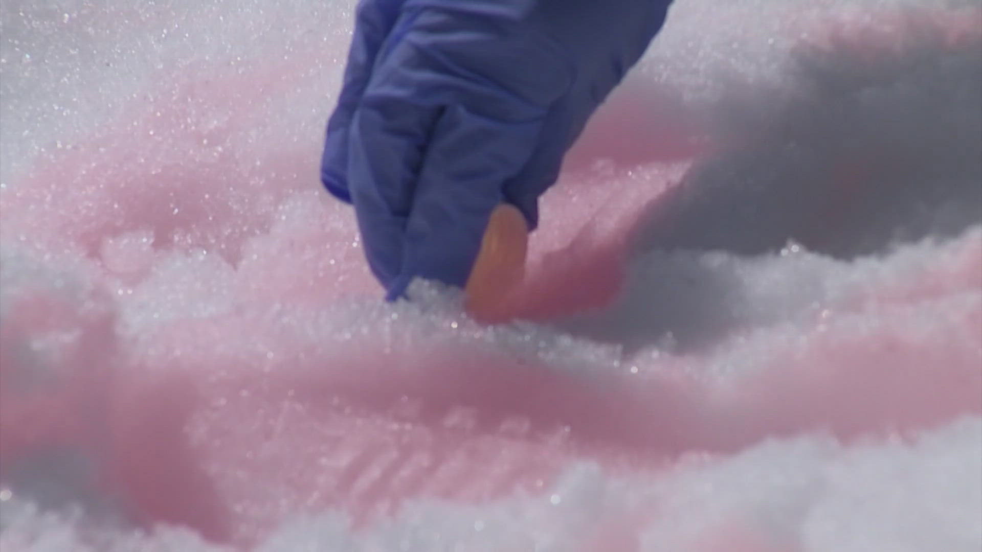 What appears to be "pink snow" is actually a form of algae, a natural phenomenon that plays a role in an entire snow ecosystem.