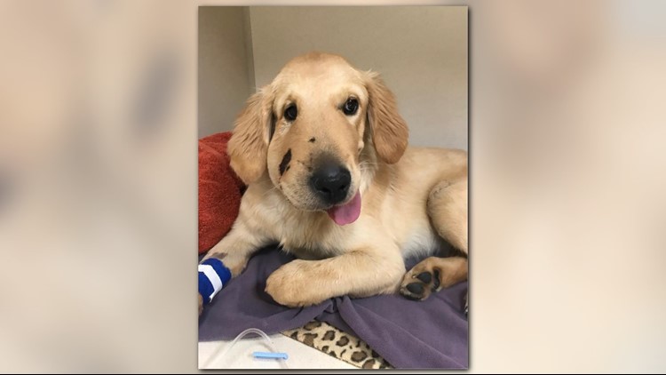 Heroic puppy recovering after jumping into harm's way to protect owner from rattlesnake