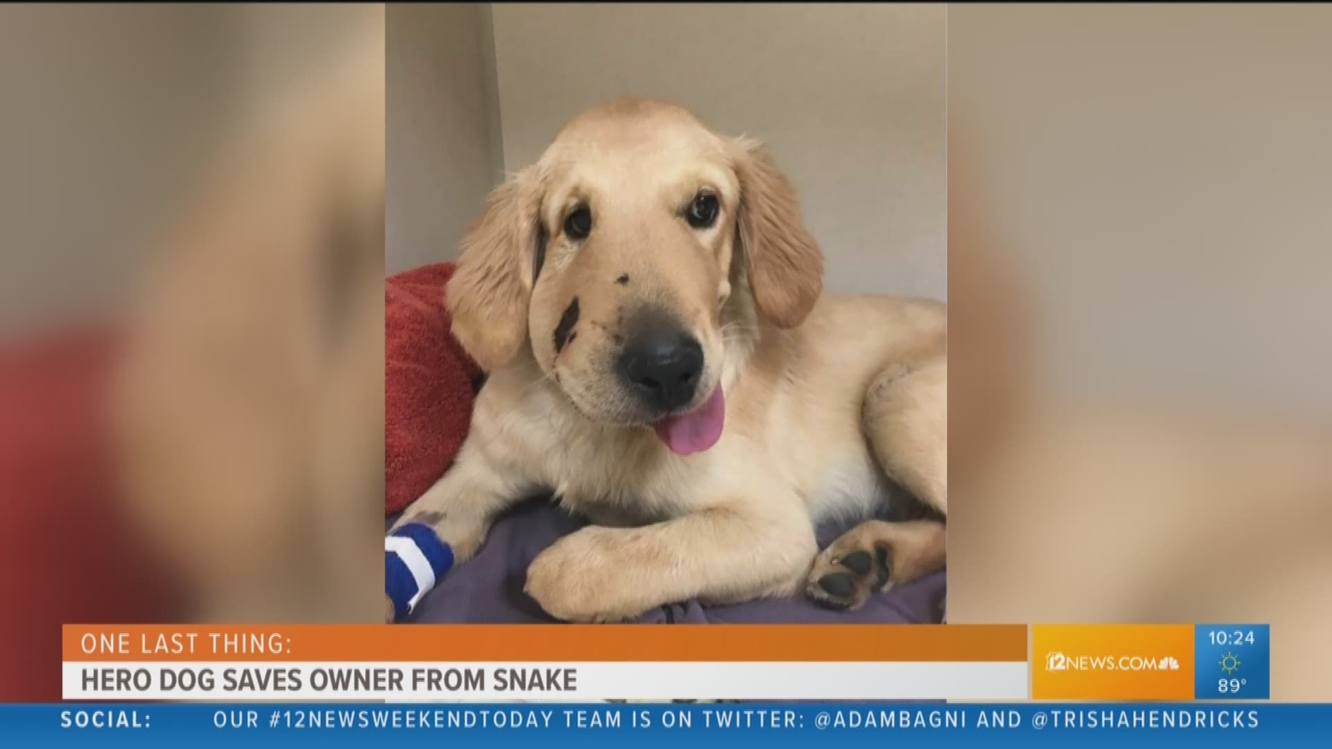 While walking down a hill, Paula Godwin said she nearly stepped on a rattlesnake. But, she said, her "hero of a puppy" saved her.