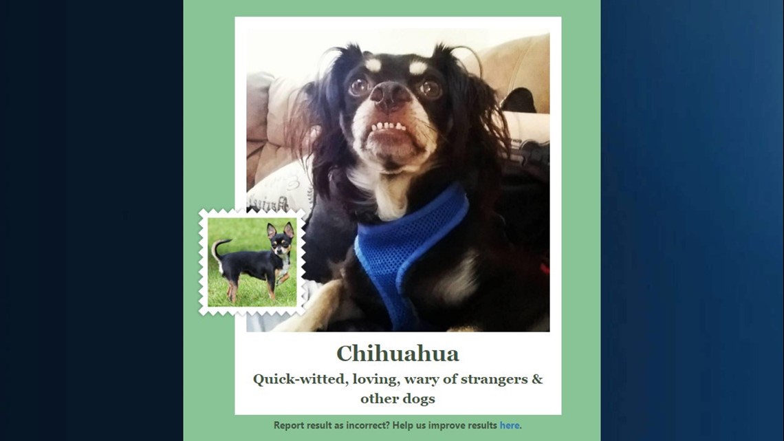 This New App Tells You What Breed Of Dog You Resemble Ktvb Com