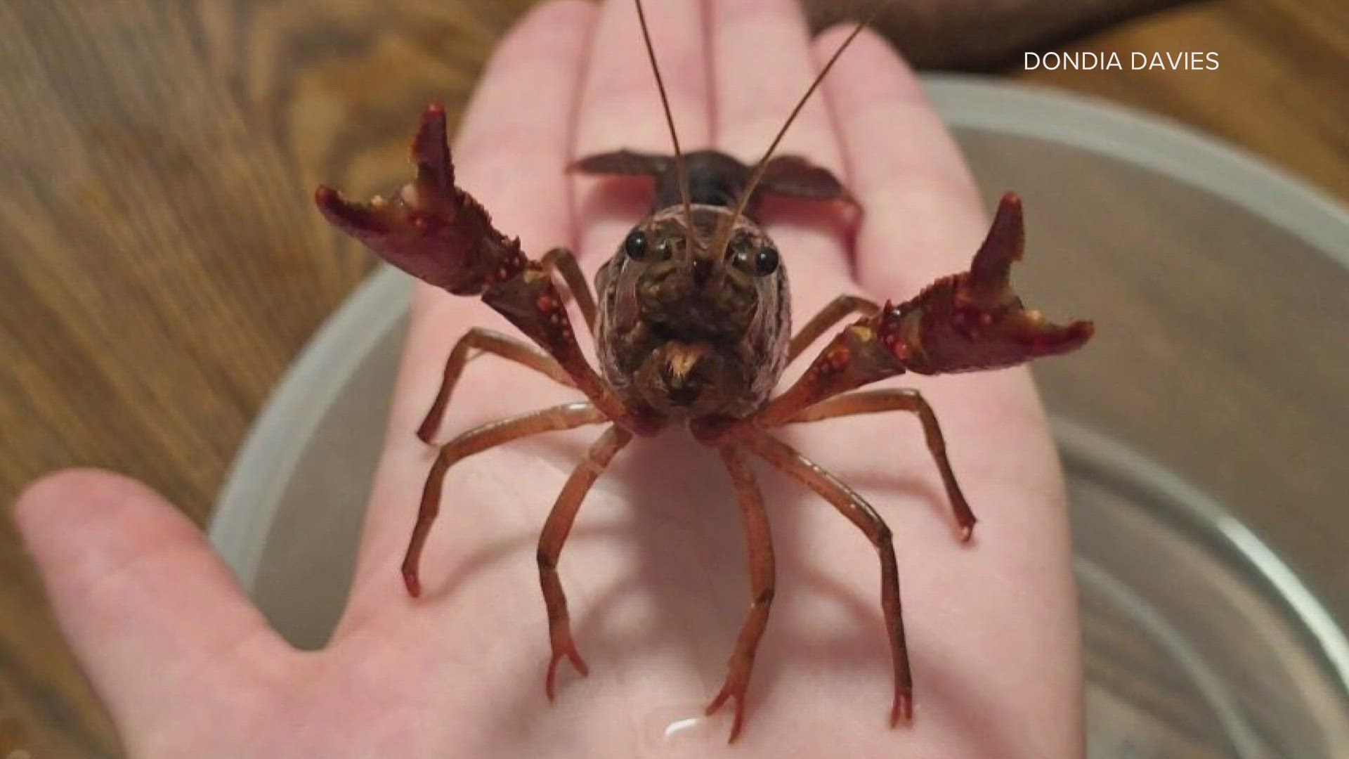 Living in the Valley, you've probably come across desert wildlife but a mesa woman had a run in with a creature you would never expect to see here.