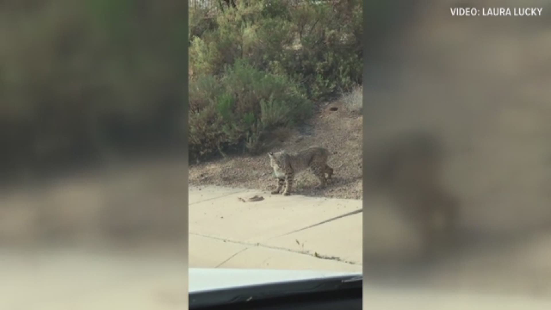 Laura Lucky was driving around the Valley when she stumbled across a fight between a bobcat and rattlesnake.