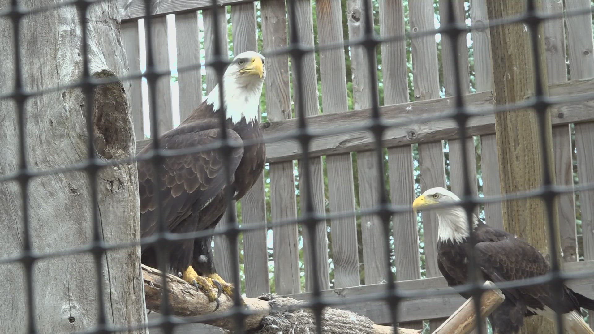 Eagles represent things like strength and freedom, but to the Coeur d'Alene Tribe and tribes across the nation, they have a more deep-rooted cultural significance.