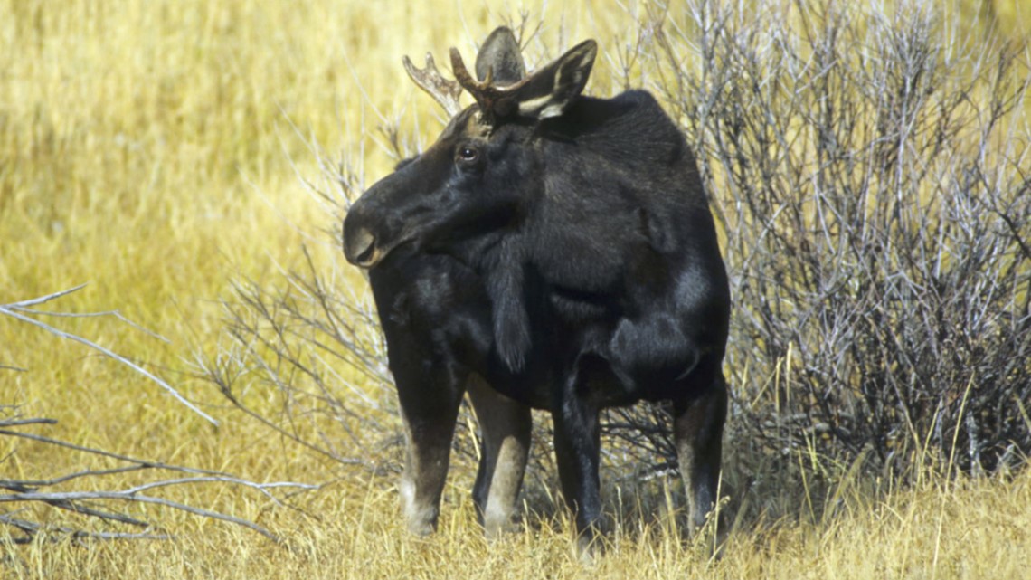 Two men charged with poaching moose in North Idaho