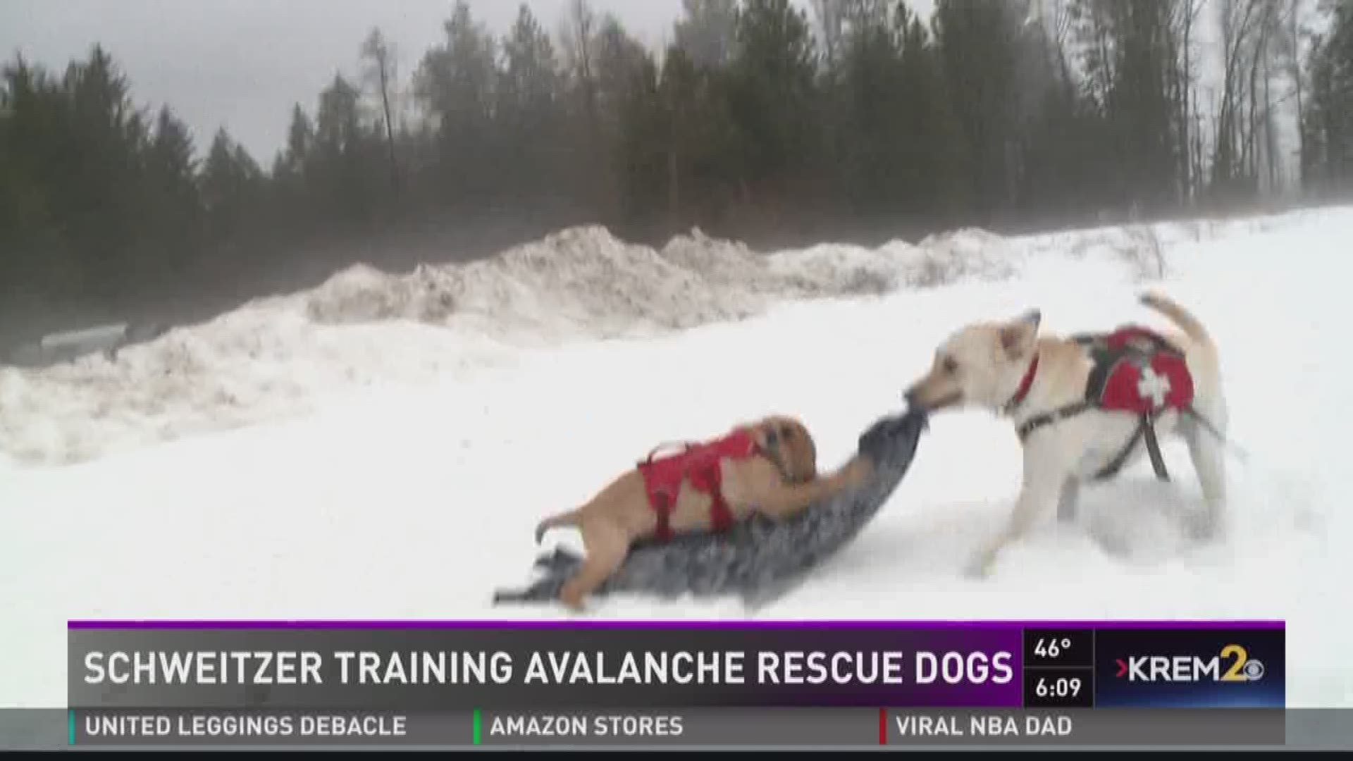 Schweitzer trains new avalanche rescue dogs