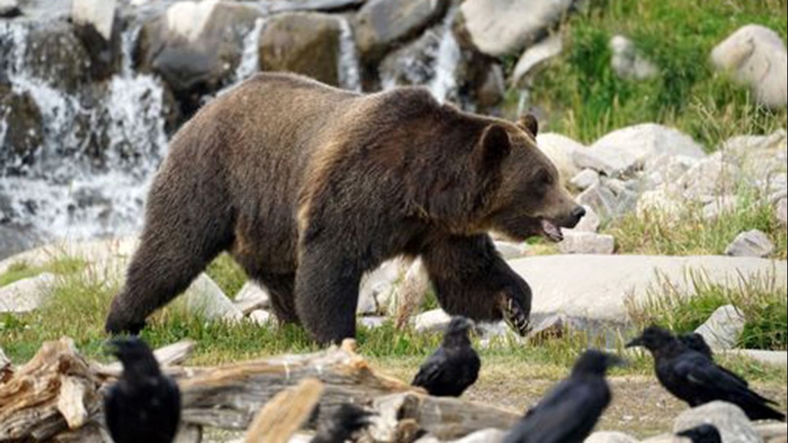 Petition to remove Idaho Grizzly bears from endangered species