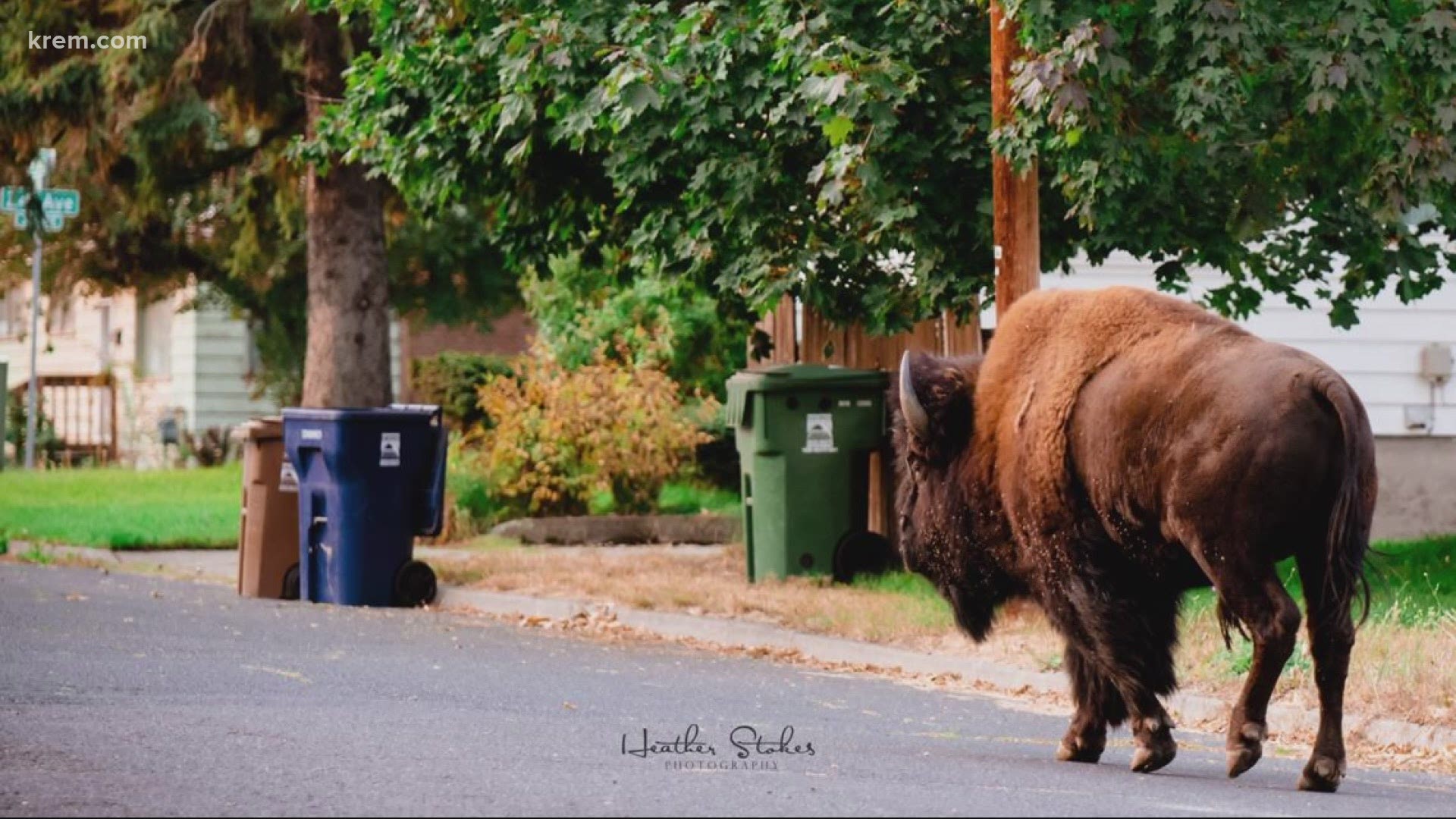 It appears the bison are the same two that escaped their South Hill home and wandered through Underhill Park in late July.