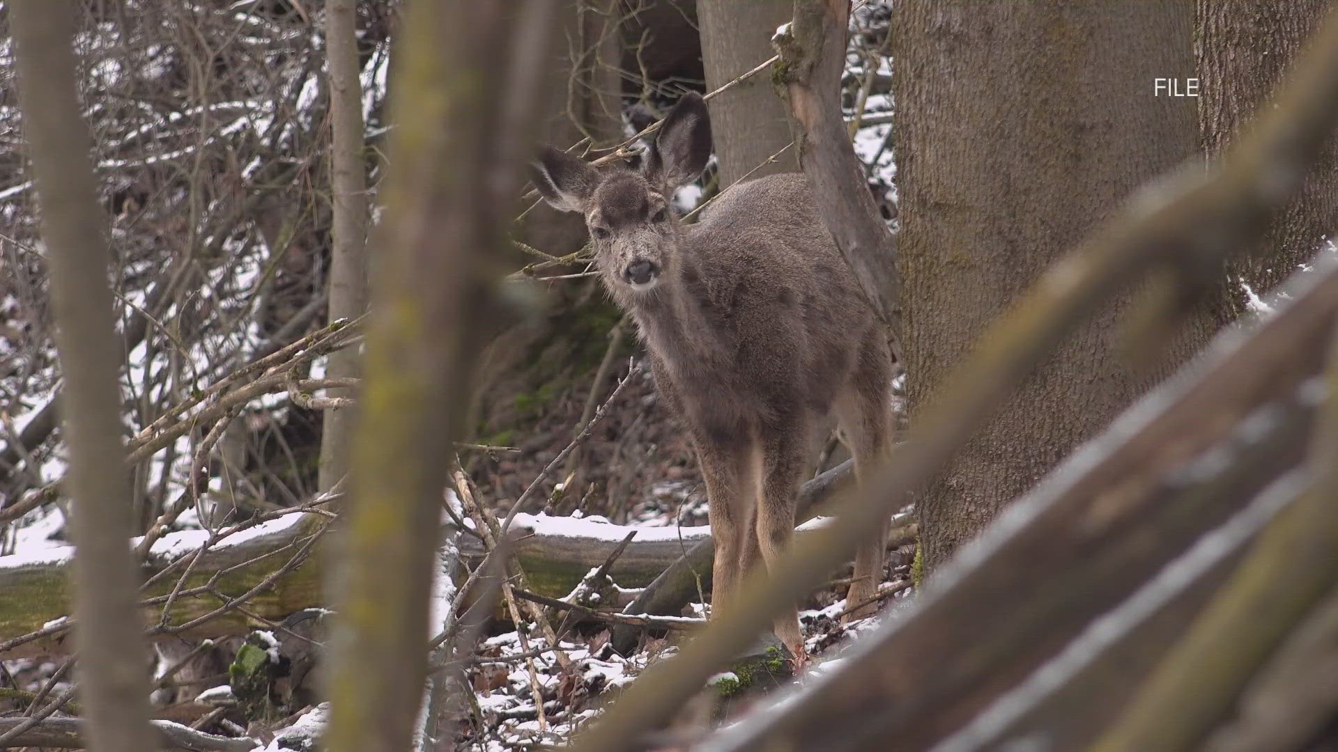 IDFG said the positive tests were found in deer that were harvested within less than one mile of the original positive detection of chronic wasting disease.