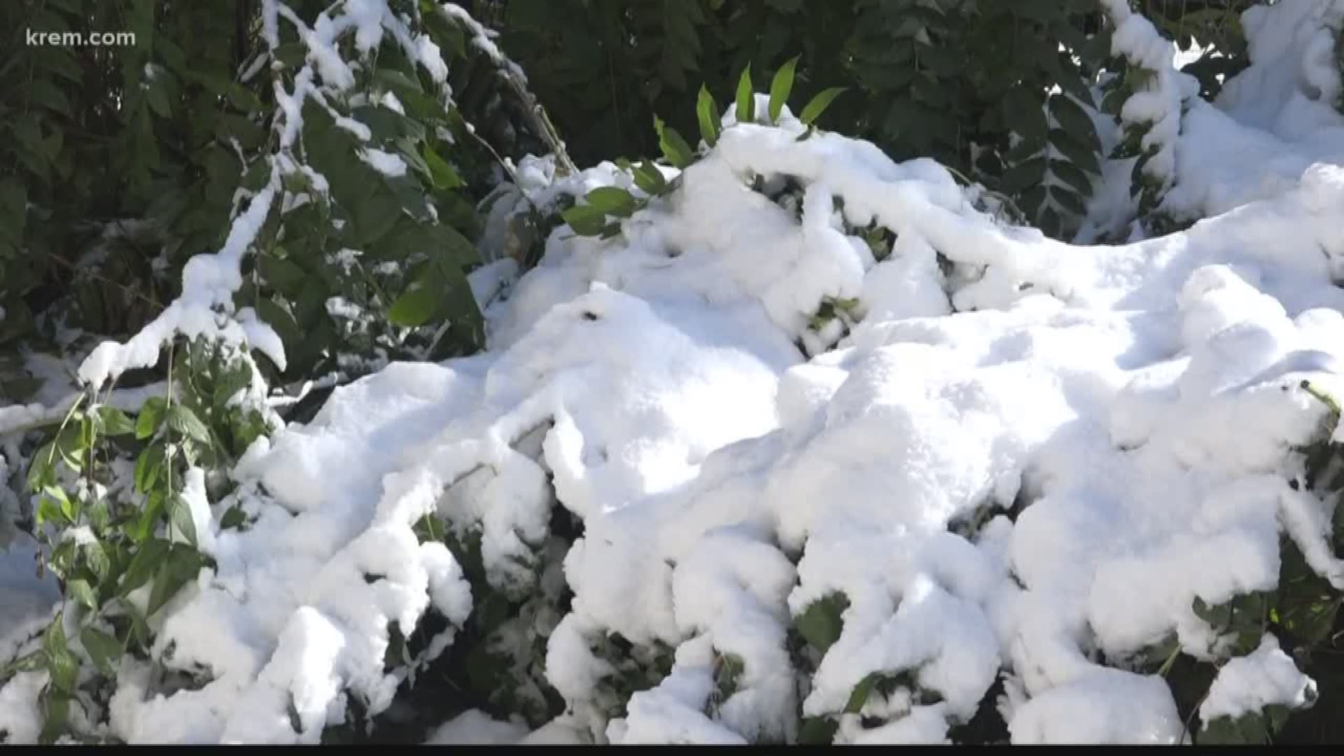 Major damage to Spokane's trees after a winter storm has left people wondering, will shaking the snow off help? We ask an arborist.