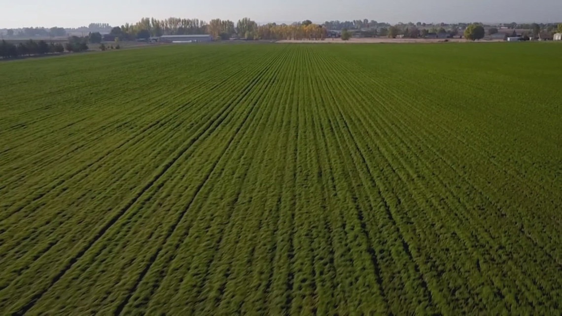 Mild, dry winter poses huge challenges for Idaho farmers