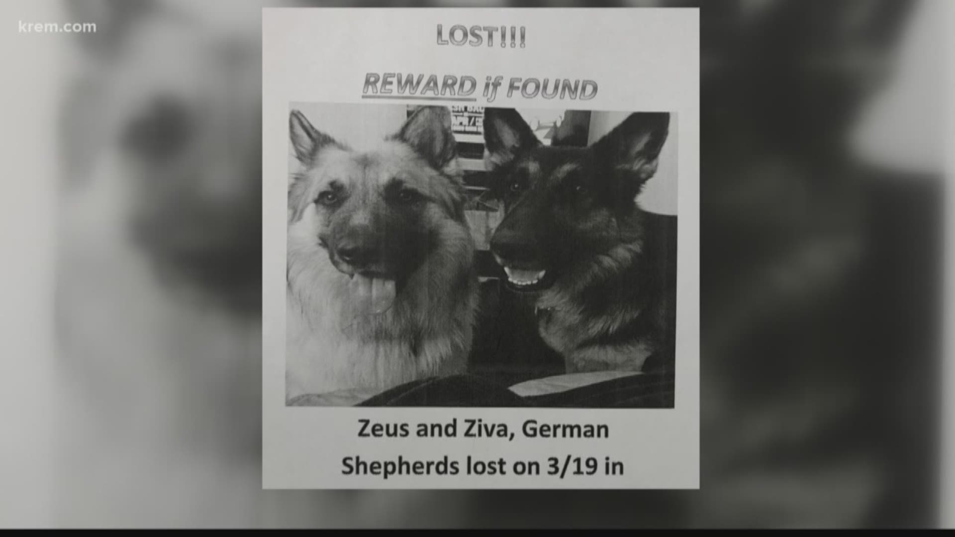 Two dogs disappeared from their family's backyard three weeks ago. Turns out they were trapped underground in an old missile silo and their owners never gave up hope of finding them. (4-11-18)
