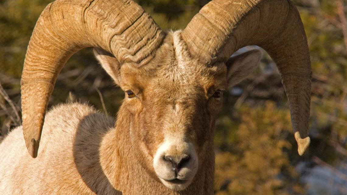 Rocky Mountain bighorn in Idaho once intermixed with desert bighorns, making them more genetically diverse and likely better able to adapt to challenges.
