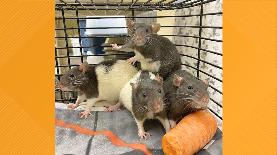 Coeur d'Alene library finds pet rats in book drop-off - Vimarsana News