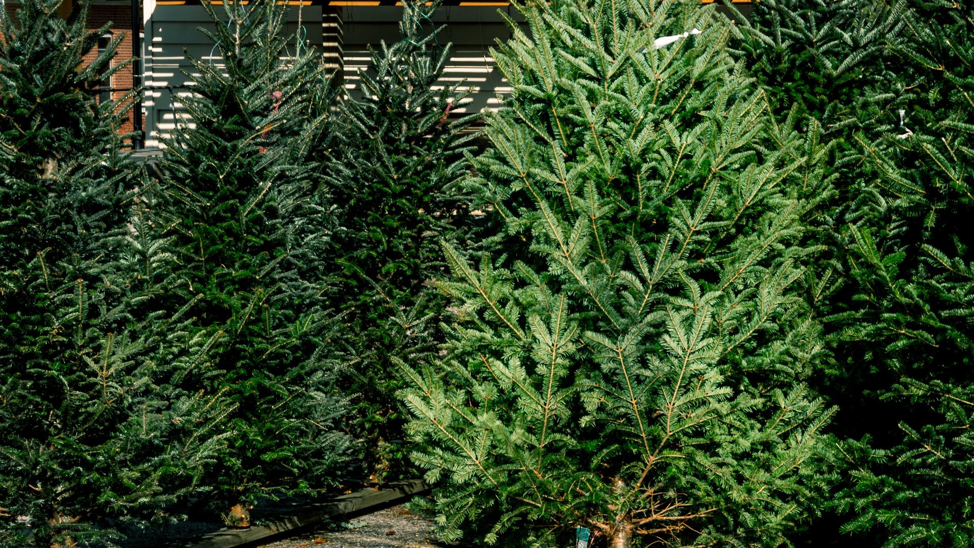 Permits to cut your own Christmas trees in Idaho now available