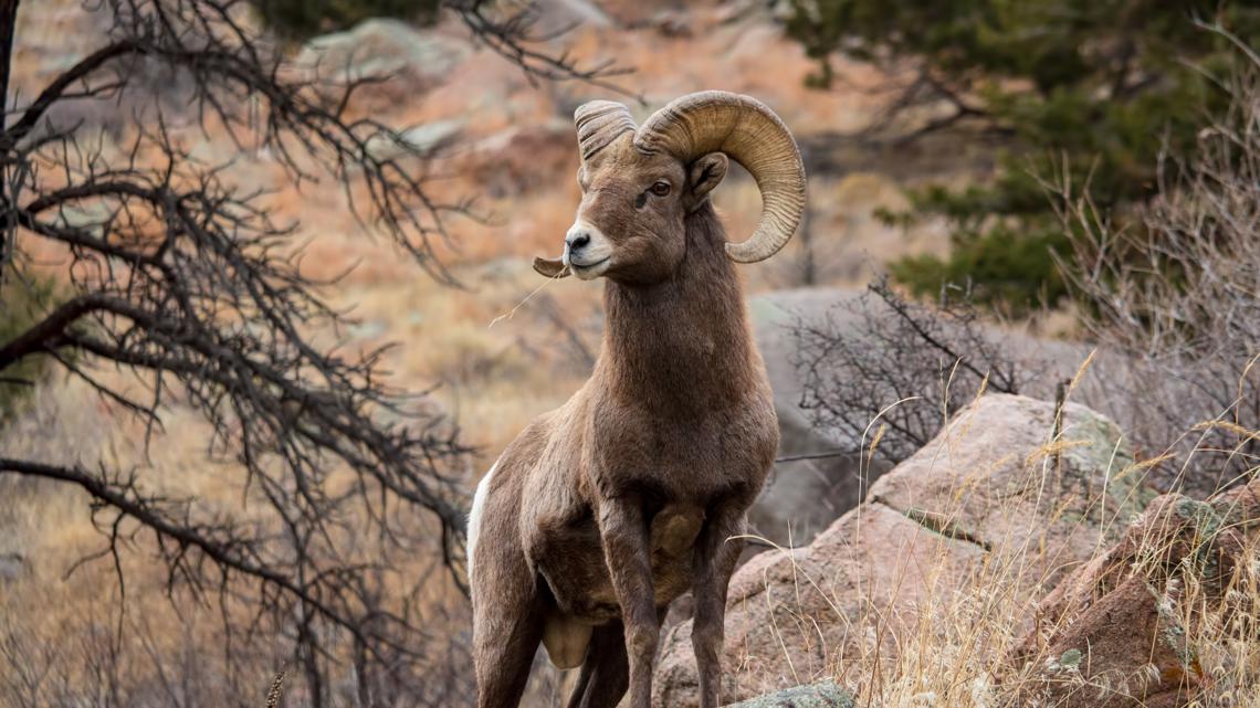 Idaho, Washington officials seek information on illegal bighorn sheep killings