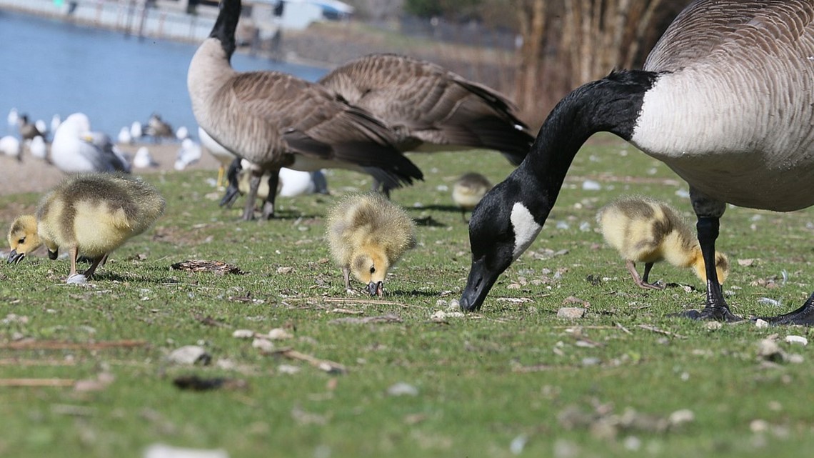 Coeur d'Alene has no plans to kill Canada geese