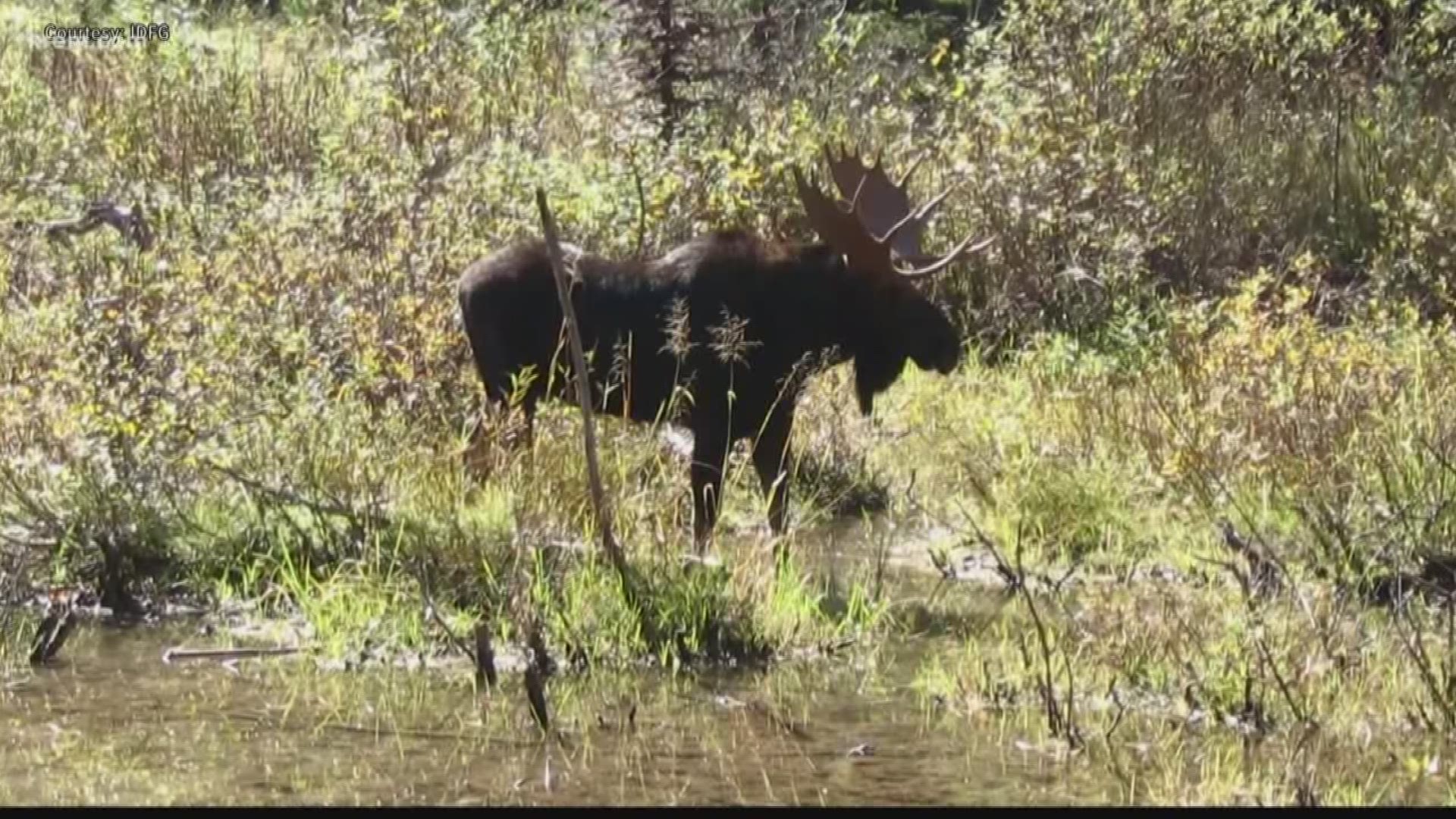 The Idaho Department of Fish and Game says the number of moose has dropped in recent years.