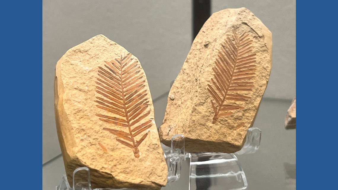 Idaho Museum of Natural History is opening an affiliate exhibit at University of Idaho