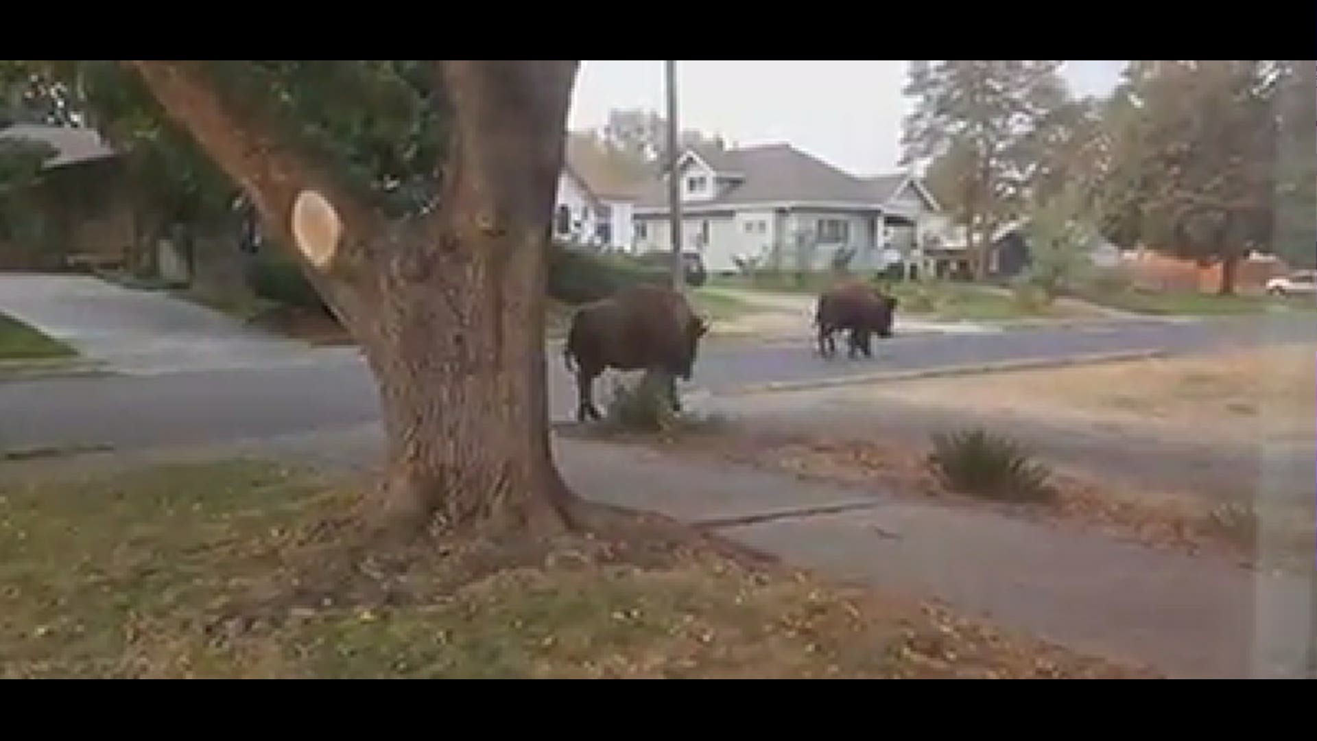 WARNING: This video contains profanity. A South Hill homeowner spotted two bison wandering through her neighborhood on Friday, Oct. 8. (Credit: Laura Cabe)