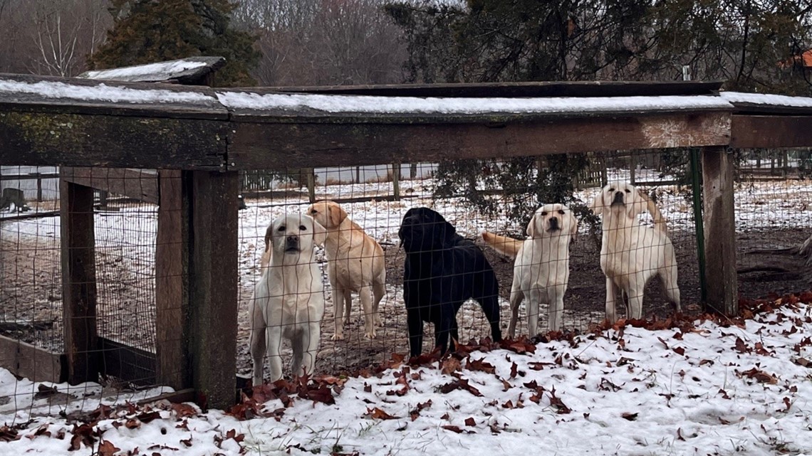 97 Labrador Retrievers rescued by HSMO in Phelps County | ktvb.com