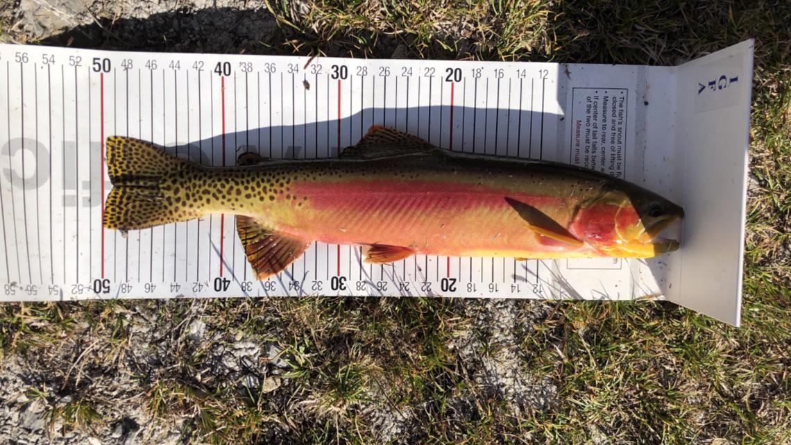 Idaho mountain lake produces record golden trout