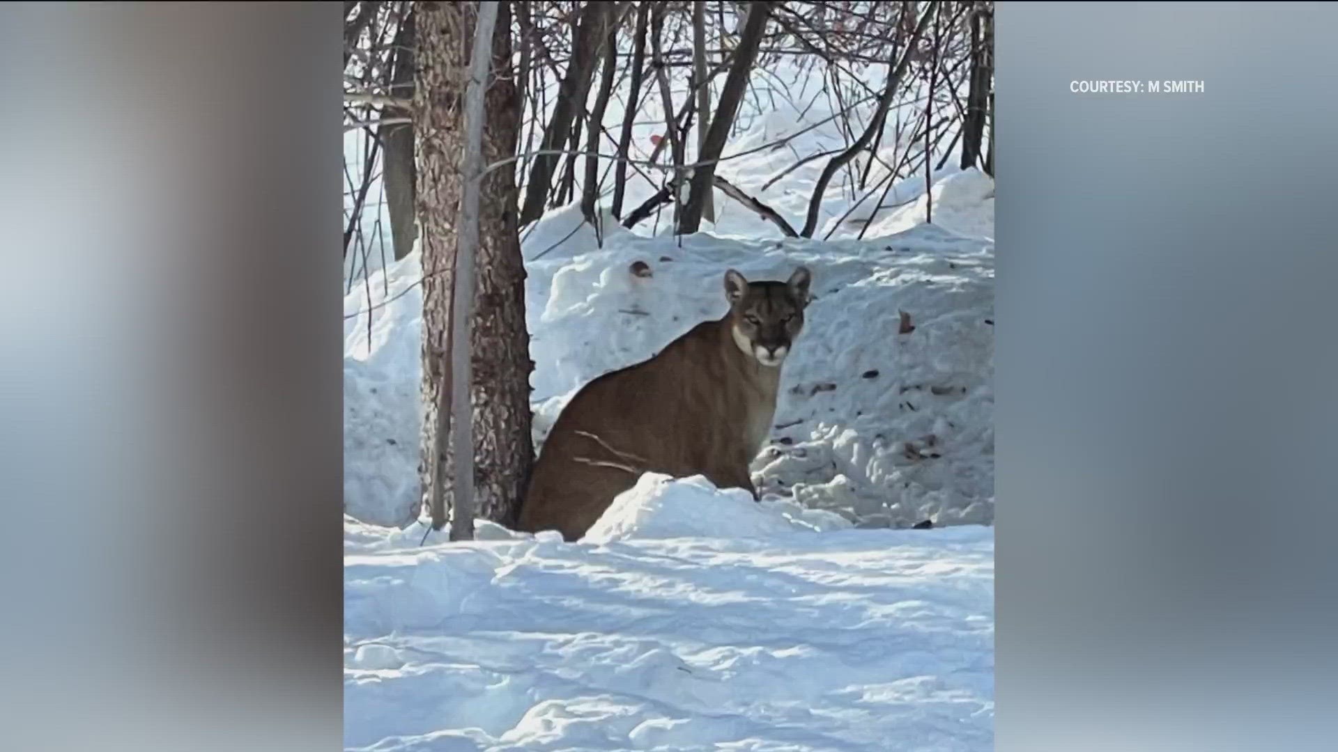 Idaho Fish & Game announced live traps have been set in Hailey to remove mountain lions. Officials have received 85 lion reports since the start of October 2022.