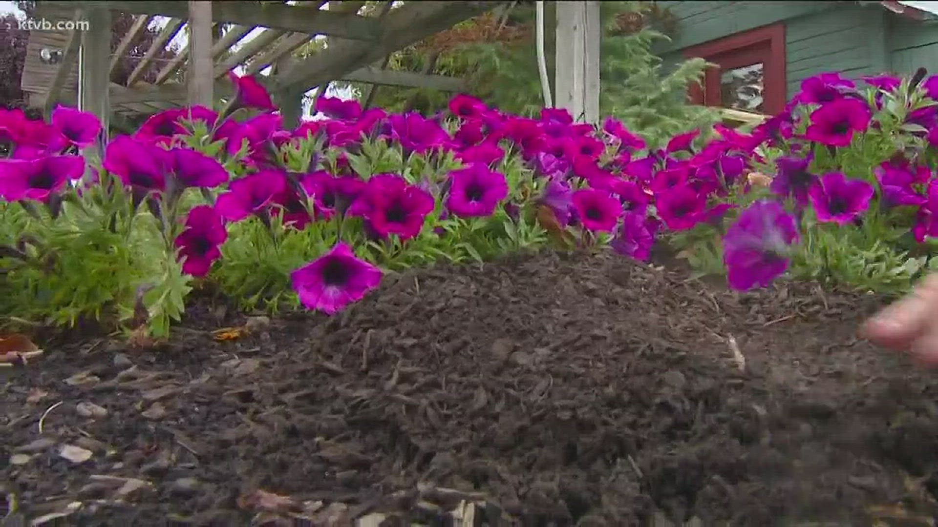Now is a good time to add mulch to your garden.