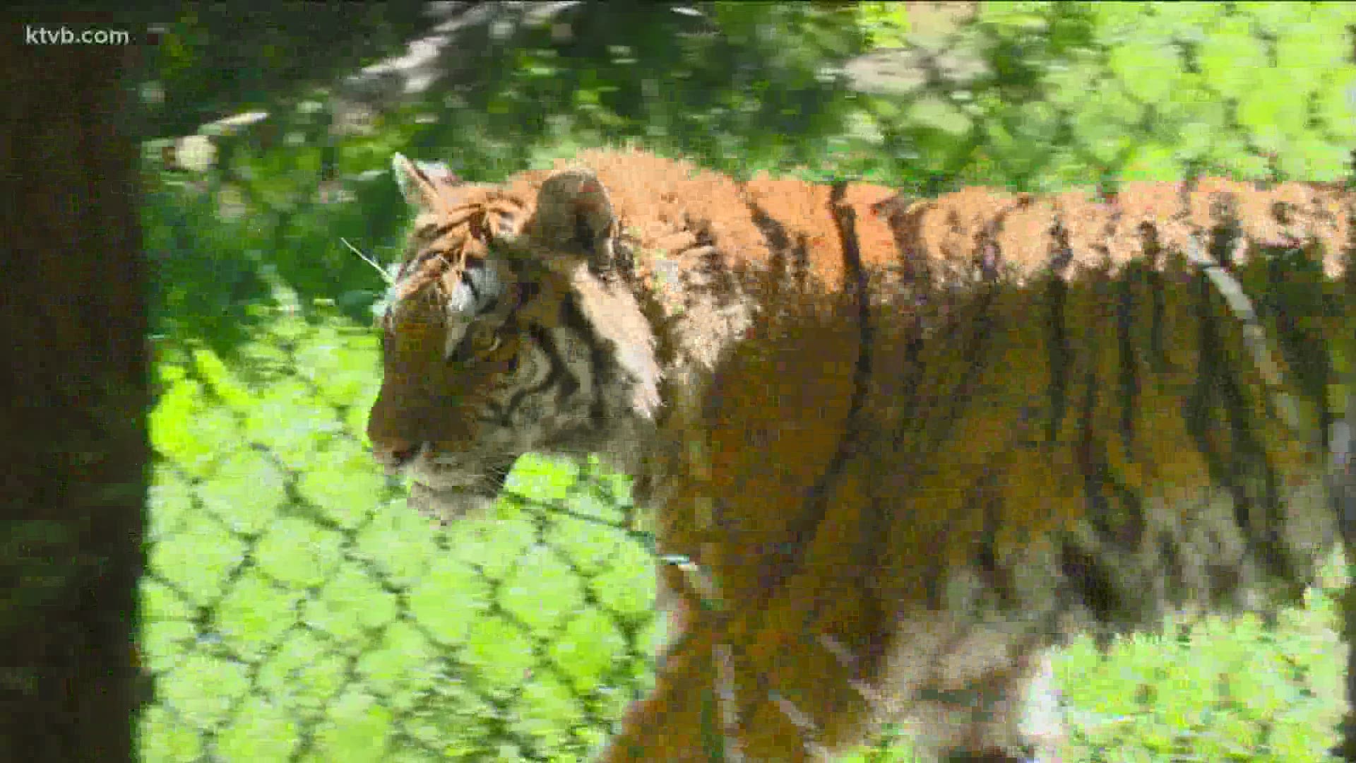 The Amur tiger named Diana died earlier this week while under anesthesia during a physical exam.