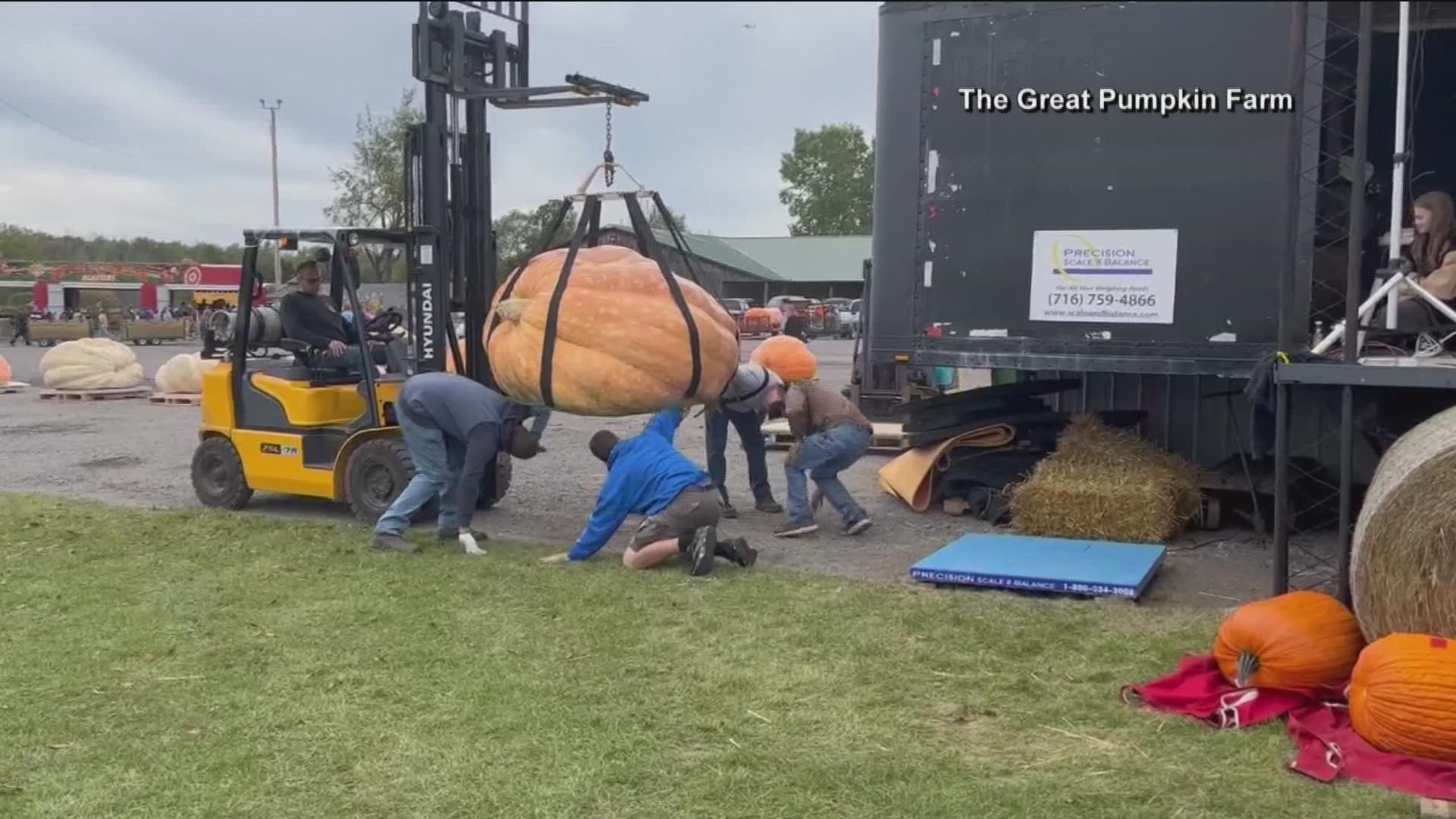 The pumpkin brought to the Great Pumpkin Farm in Clarence, New York, weighed in at 2,554 pounds.