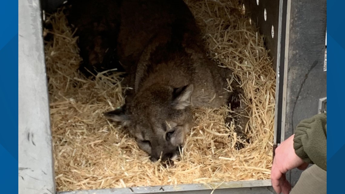 Mountain lion euthanized after it was found injured near Rexburg | ktvb.com