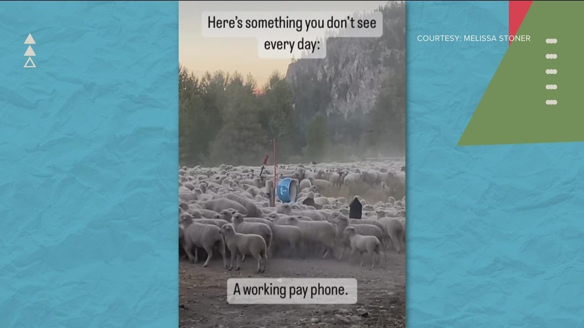 So Idaho: Sheep surround working payphone near Featherville