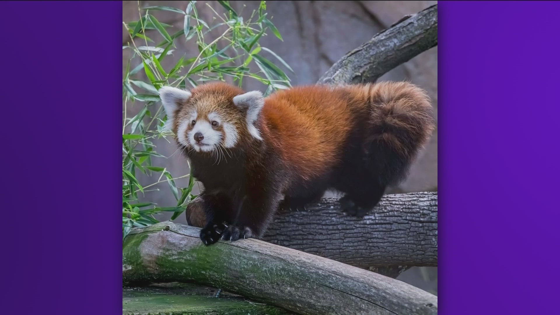 Two endangered male and female Styan's red pandas, who made it to Boise from the San Diego and Milwaukee County Zoos, can now be seen daily in the Red Panda Exhibit.