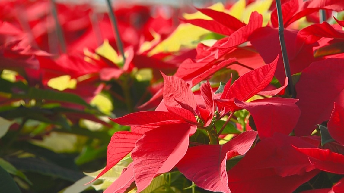 You Can Grow It Tips to keep poinsettias red after the holidays