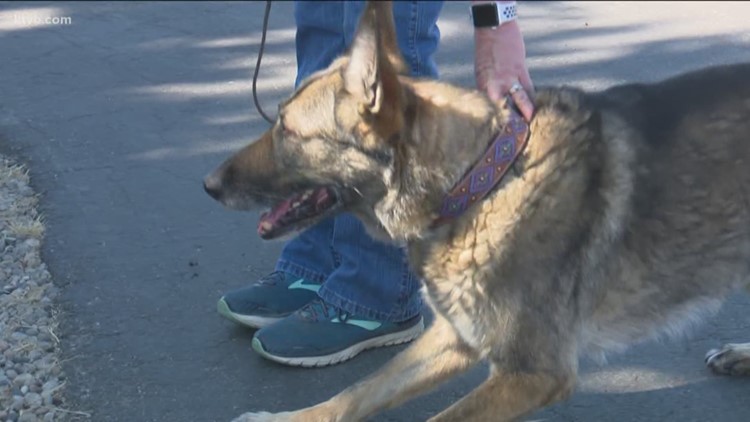 After a private investigator claimed that his cadaver dogs were alerted to human remains near where DeOrr Kunz Jr. was seen, KTVB set out to see how they're trained.
