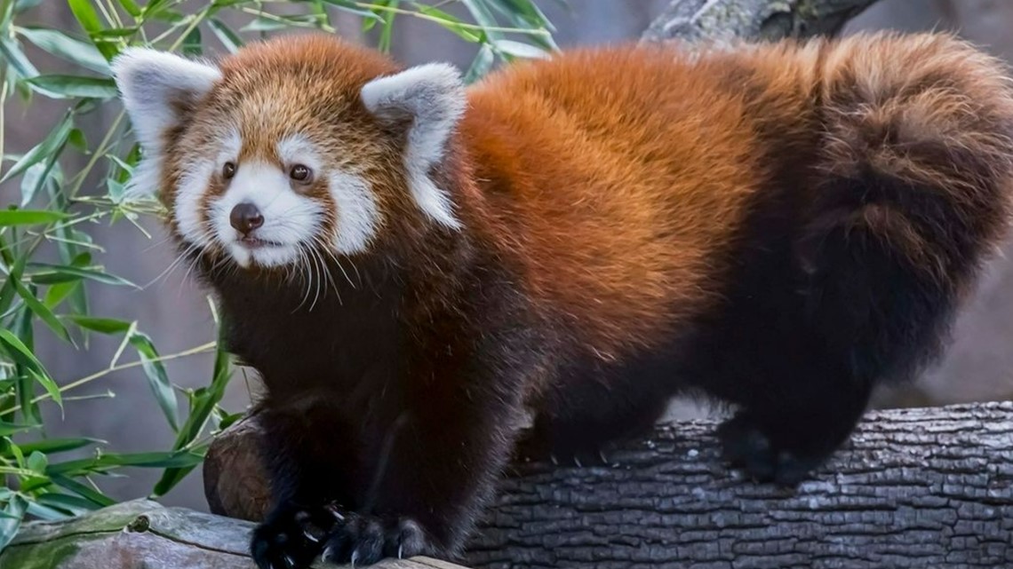 2 new red pandas arrive at Zoo Boise - Vimarsana News
