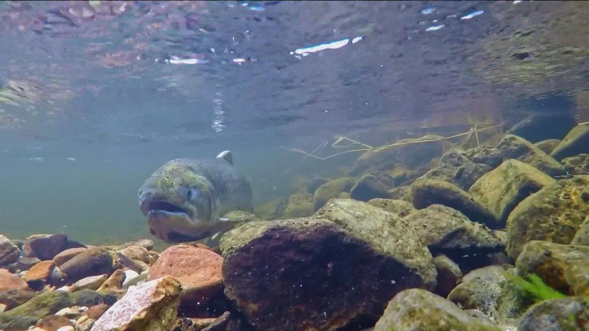 U of I Ecohydraulics Professor Daniele Tonina was apart of a recent study detailing how Chinook salmon habitats are being lost on the Bear Valley Creek.