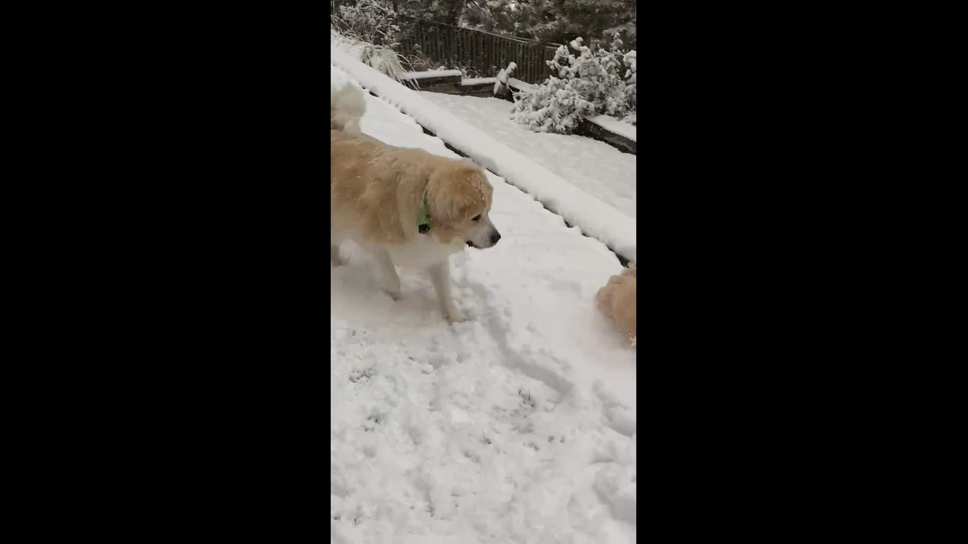 Cathy Maitland shared this video from the first snow of the season with KTVB using the "Near Me" feature in our app.
Credit: Cathy Maitland