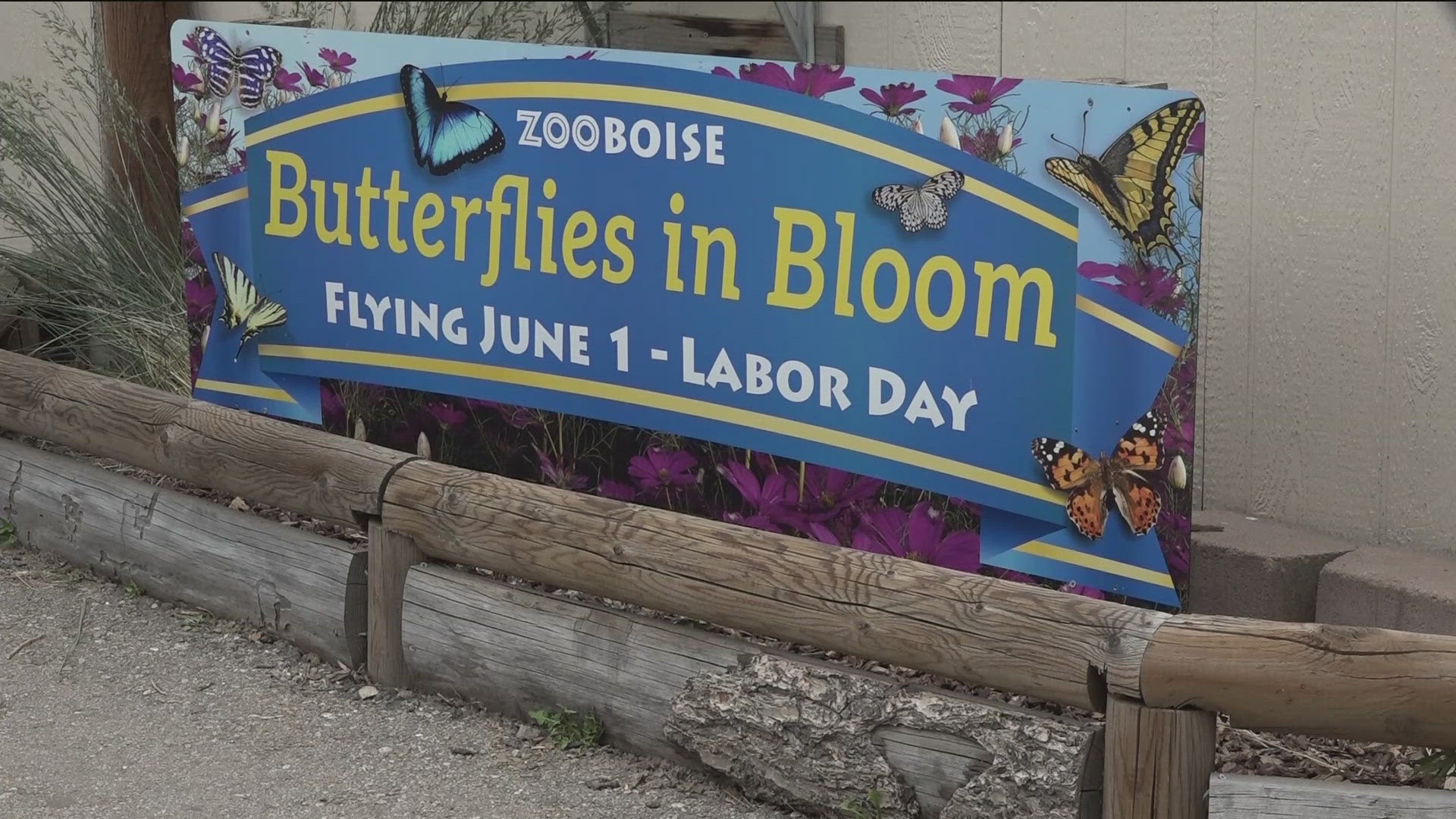 No net needed, people can flutter by for a chance to experience butterflies up close and personal. 