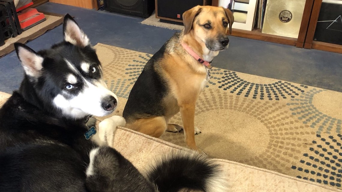 Idaho Airport Parking: Your Furry Friend’s Vacation Starts Here