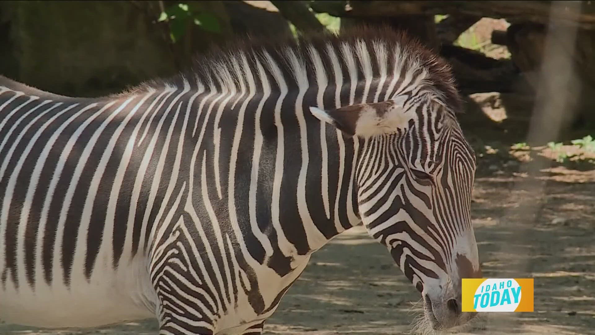 Zoo Boise has been nominated as one of the top 20 zoos’ in the country by USAToday!